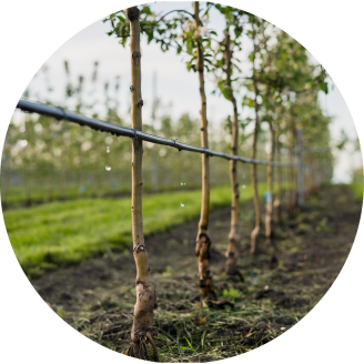 Tropfberegnung Apfelbäume