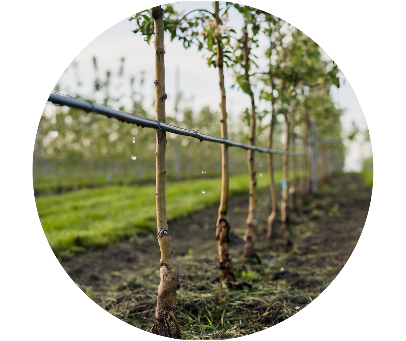 Irrigazione a goccia dei meli