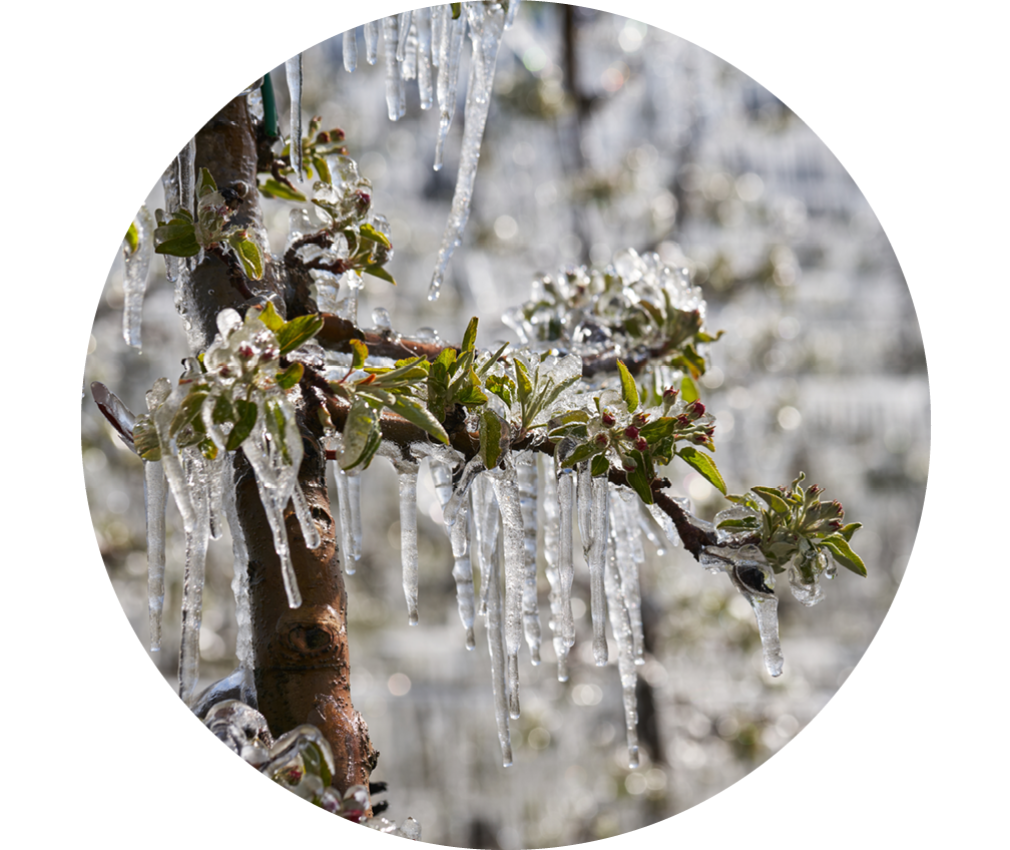 Weinblüten durch Frostberegnung eingefroren