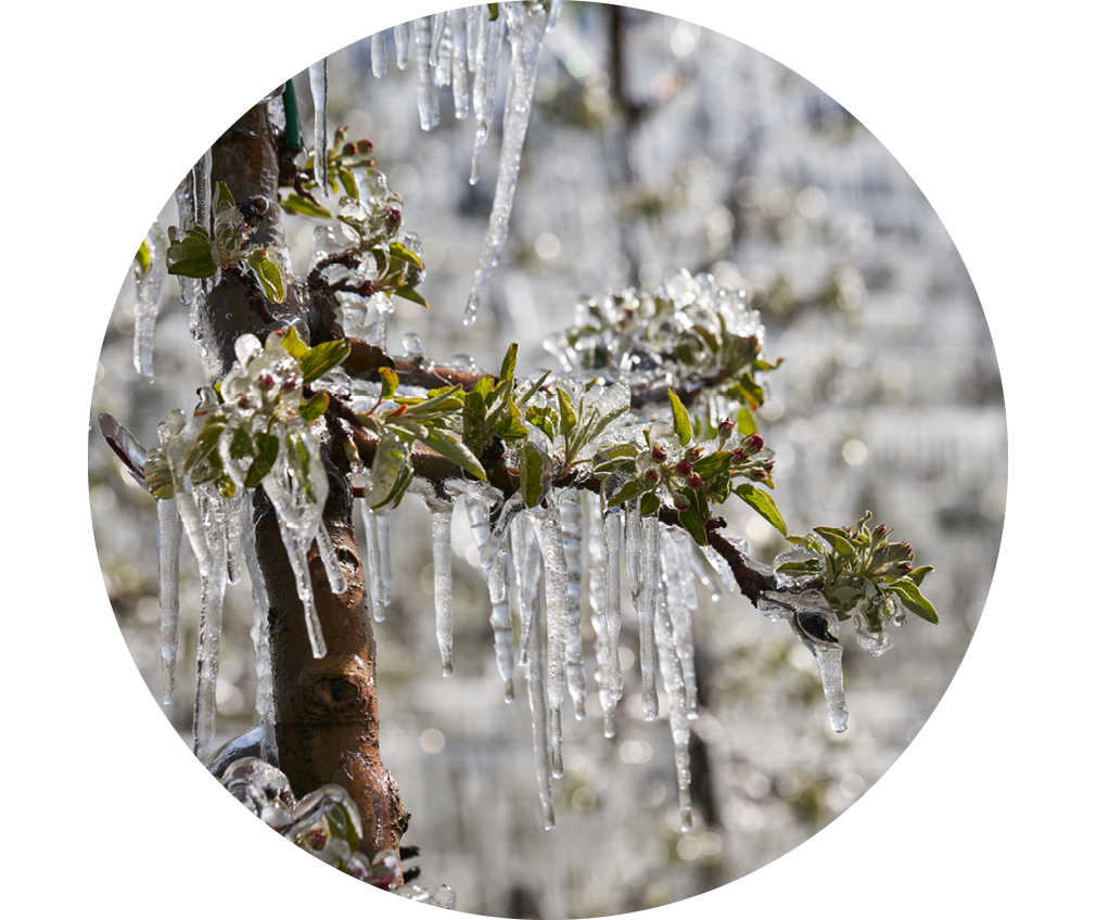 Fiori di vino congelati dall'irrigazione del gelo