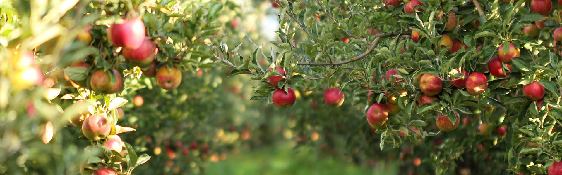 Meli con mele mature