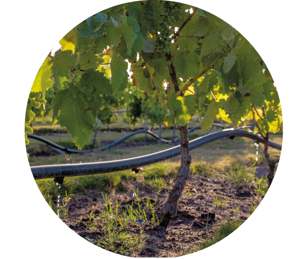 Irrigazione a goccia di una pianta di vite