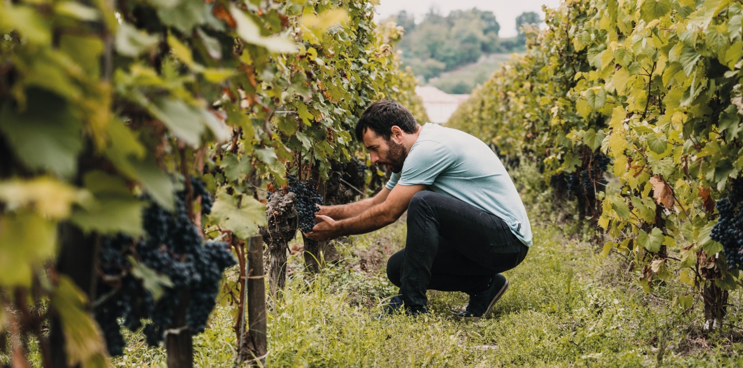 Il viticoltore esamina gli alberi della vite