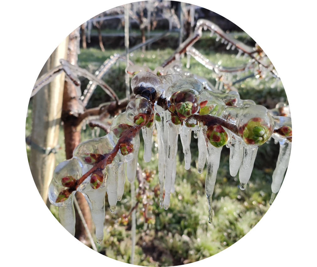 Innaffiatura gelata dei fiori di melo in primavera