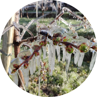 Frostberegnung der Apfelblüte im Frühjahr