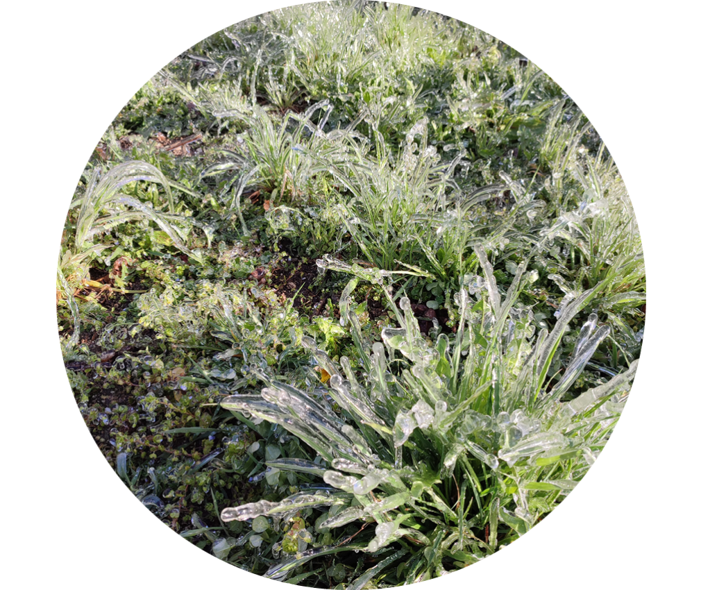 Irrigazione gelata Piante da campo Ghiaccio