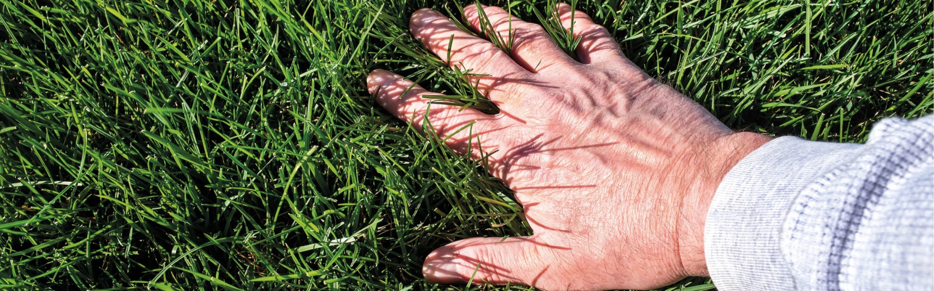 Hand in Gras