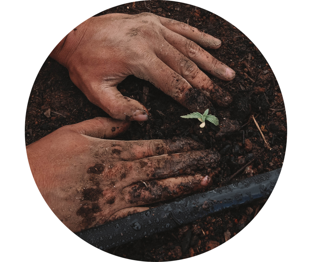 Hände in Erde und kleine Pflanze