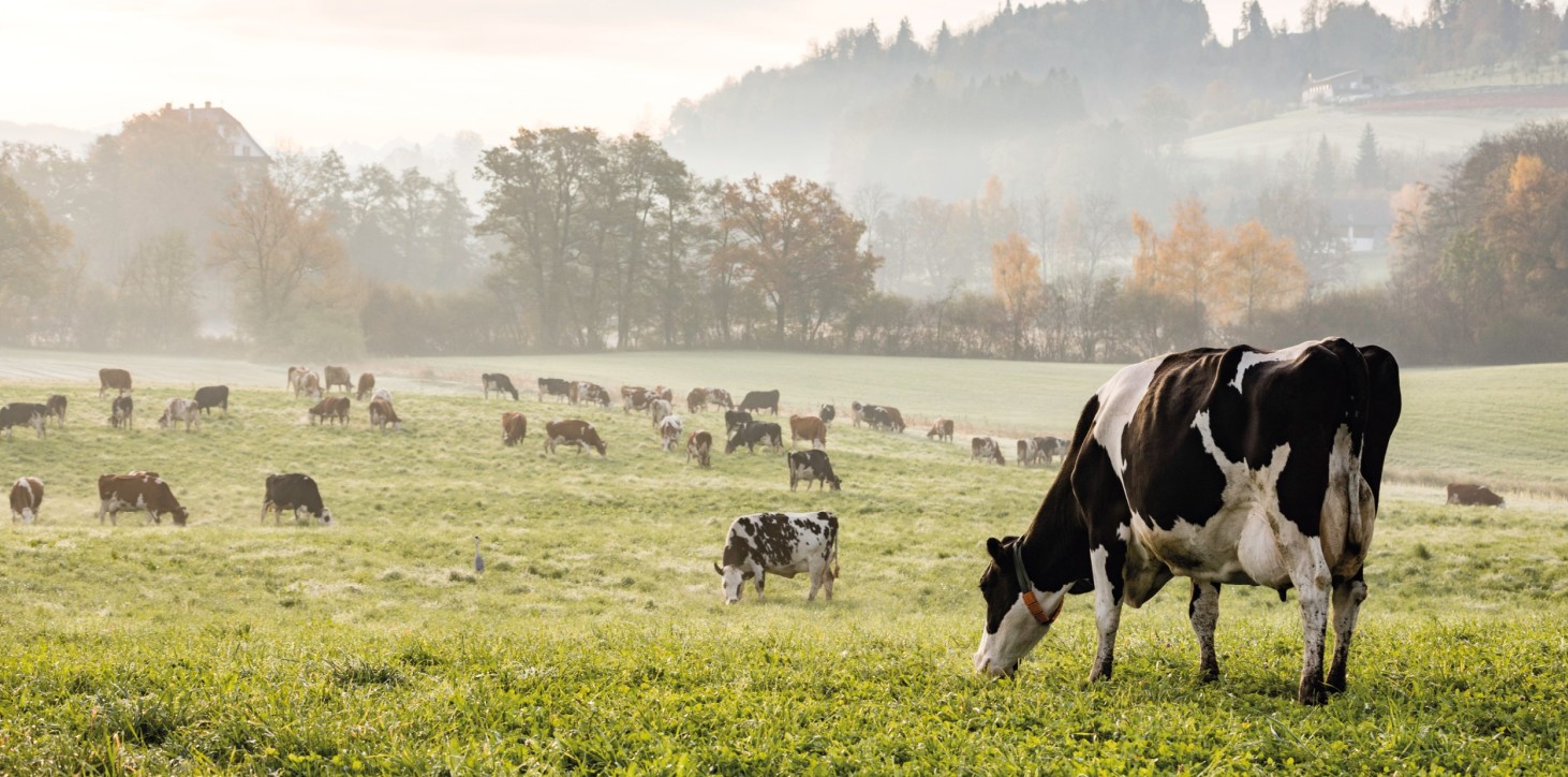 Großflächenberegnung für Landwirtschaft | schoepf watersystems Kuh auf Weide