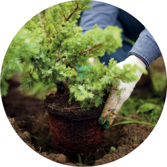 L'albero viene piantato nel terreno