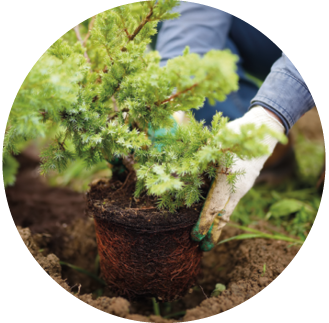 Un albero viene piantato