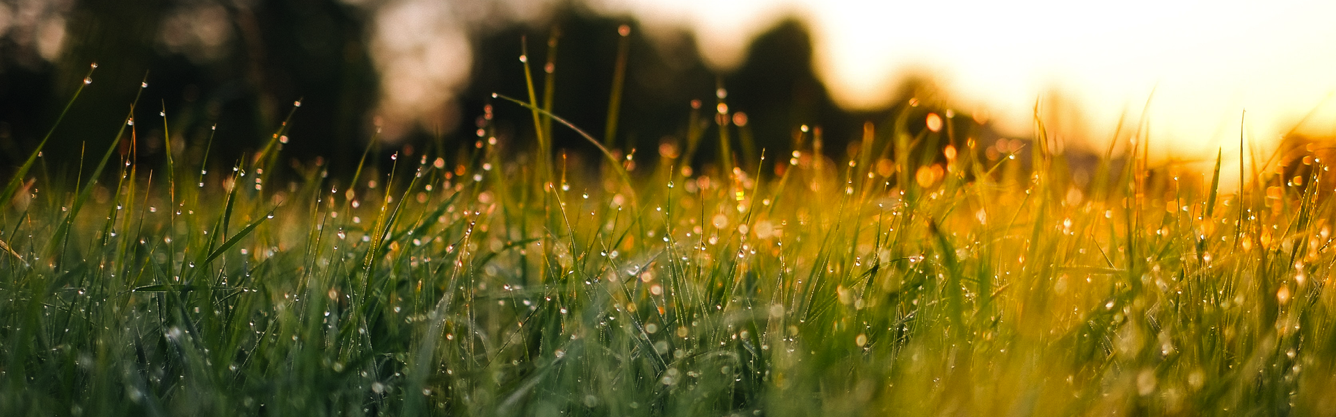 Erba fresca con gocce d'acqua