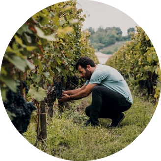 Il viticoltore guarda alla vendemmia