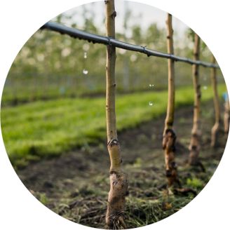Tropfberegnung der Apfelbäume | schoepf watersystems Tropfberegnung an Apfel- und Weinbäume