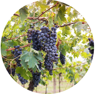 Viti con irrigazione a goccia