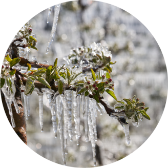 Frostberegnung der Apfelblüte | schoepf watersystems Apfelblüte umhüllt von Eis