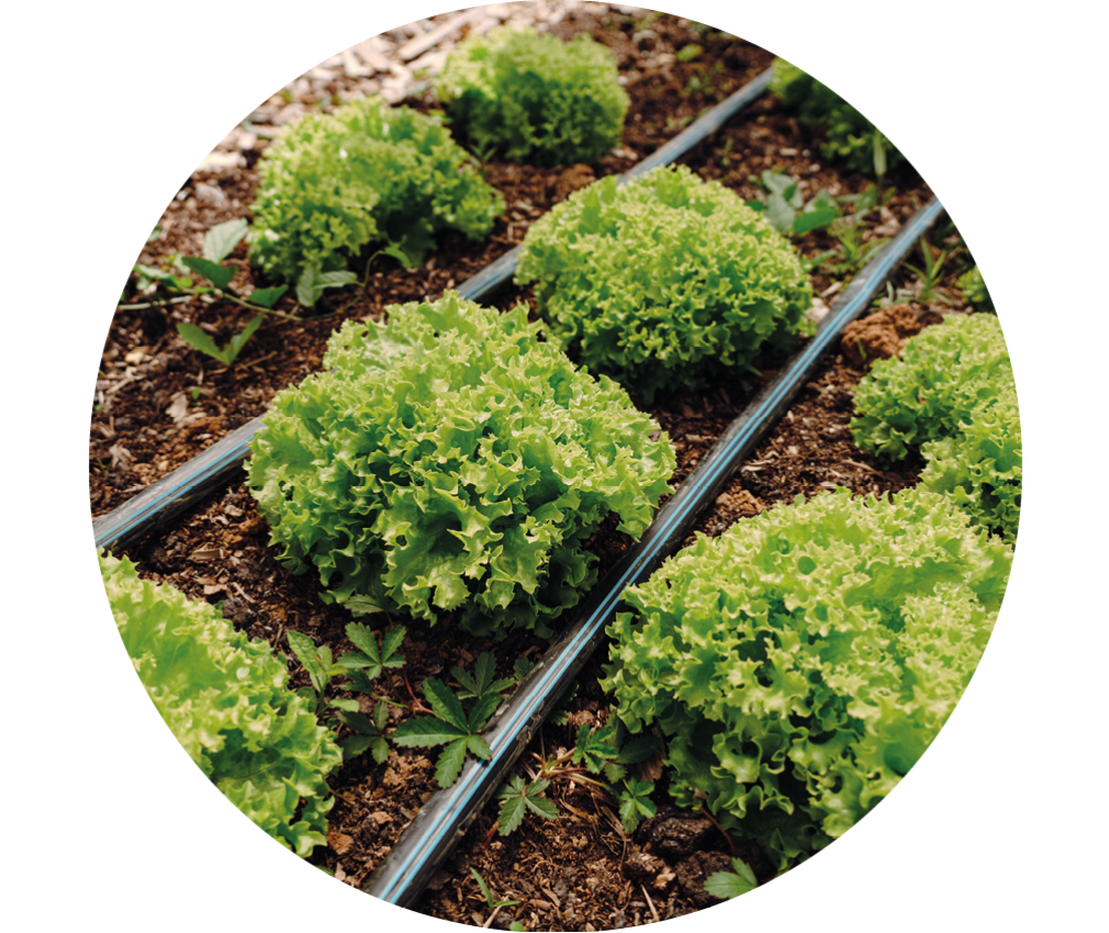 Tropfberegnung für Acker | schoepf watersystems Salatplfanzen mit Tropfberegung